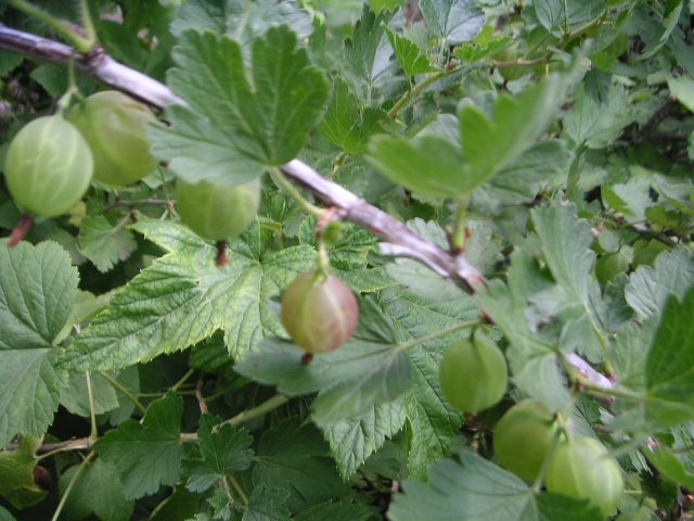 Gooseberries